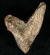 Large Rooted Triceratops Tooth - #12373-2